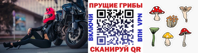 Псилоцибиновые грибы Psilocybe  Нефтекумск 